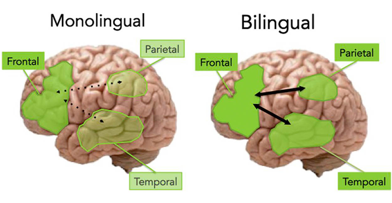 Is Being Bilingual Good for Your Brain?